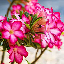 Adenium Flower seeds for Planting – Easy to Grow, Heirloom & GMO Free Seeds for Home Garden, High Germination