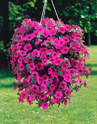 Dark Pink Hanging Petunia Seeds for Planting – Heirloom, Non-GMO, High Germination Garden Seeds