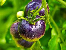 Tomato Seeds for Planting – Navy Blue Heirloom, Non-GMO, High Germination Organic Seeds for Bold & Rare Garden Variety