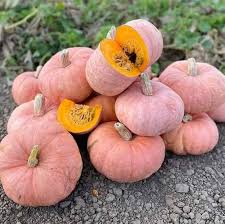 Pink Pumpkin Seeds for Planting – Heirloom & Non-GMO Decorative and Edible Garden Crop