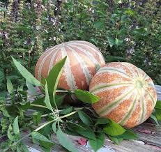 Kajari Melon Seeds for Planting – Heirloom, Non-GMO, Sweet Striped Organic Garden Seeds – High Germination Melons