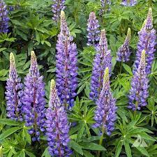 Lupine Purple Flower Seeds for Planting – Heirloom, Non-GMO, High Germination Organic Garden Seeds for Home Garden