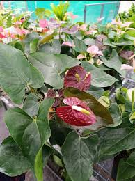 Brown Anthurium Flower Seeds for Planting 100 pcs – Heirloom Non-GMO High Germination Organic Garden Seeds