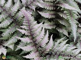 Japanese Painted Fern Seeds – Heirloom Non-GMO Colorful Shade Garden Foliage