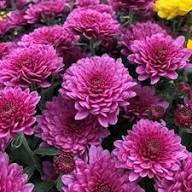 Fresh Chrysanthemum Flower seeds for Planting - Garden Favorite, Heirloom & GMO Free Seeds for Home Garden