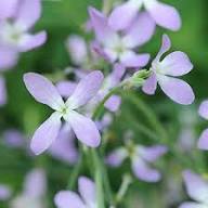 Matthiola Flower Seeds for Planting – Heirloom, Non-GMO, High Germination Organic Garden Seeds