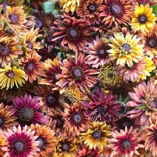 Orange Cherokee Flower Seeds for Planting – Heirloom, Non-GMO, High Germination Organic Garden Seeds