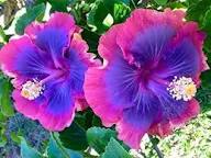 Red Purple Hibiscus Flower Seeds for Planting – Heirloom, Non-GMO, High Germination Organic Garden Seeds