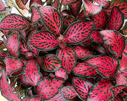 Red Fittonia Verschaffeltii  Flower seeds for Planting - Easy to Grow, Heirloom & GMO Free Seeds for Home Garden