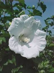 Syriacus Flower Seeds for Planting – Pollinator Friendly, Heirloom, Non-GMO, High Germination Organic Garden Seeds
