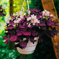 Oxalis Triangularis Flower Seeds for Planting – Heirloom, Non-GMO, High Germination Organic Garden Seeds