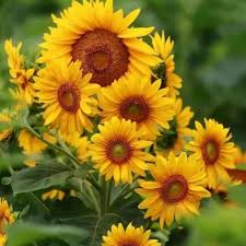 Heirloom Sunflower Seeds for Planting – Premium, Non-GMO, High Germination, Organic Garden Seeds