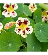 Cream Pink Nasturtium Flower Seeds for Planting | Heirloom Non-GMO High Germination Organic Garden Seeds