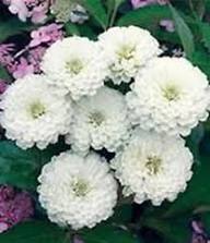 White Oklahoma Flower Seeds for Planting | Heirloom Non-GMO High Germination Organic Garden Seeds