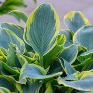 Sea Green Hosta Flower Seeds for Planting – Heirloom, Non-GMO, High Germination Organic Garden Seeds