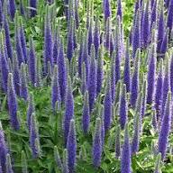 Veronica Flower Seeds for Planting Heirloom Non-GMO High Germination Organic Garden Seeds