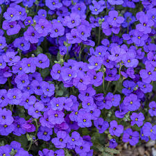 Blue Aubrieta Flower Seeds for Planting – Heirloom Non-GMO Organic Garden Seeds, High Germination