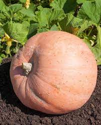 Pink Pumpkin Seeds for Planting – Heirloom & Non-GMO Decorative and Edible Garden Crop