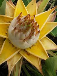 Musella Lasiocarpa Flower Seeds for Planting - Sun Loving, Heirloom & Non-GMO Organic Garden Seeds - High Germination