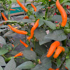 Cayenne Peppers Vegetable Seeds for Planting – Heirloom & Non-GMO Garden Seeds