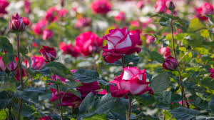 Dark Pink Osiria Rose Flower Seeds for Planting – Heirloom, Non-GMO, High Germination Garden Seeds