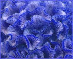 Blue Cockscomb Flower Seeds – Heirloom Non-GMO Drought-Tolerant Blooms for Garden Planting