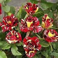 Mix Dragon Rose Flower Seeds for Planting - Cottage Garden Essential, Heirloom &amp; GMO Free Seeds for Home Garden Non-GMO