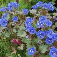 Blue Cali Flower Seeds for Planting – Heirloom Non-GMO Sun Loving Organic Garden Seeds