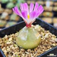 Mixed Conophytum Hammeri Flower Seeds for Planting – Pollinator Friendly Heirloom Non-GMO GMO Free Seeds for Home Garden