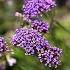 Verbena Flower Seeds for Planting – Heirloom, Non-GMO, Drought Tolerant, High Germination