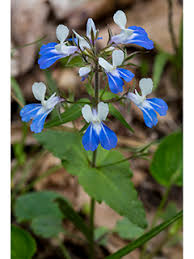 Collinsia Verna Flower Seeds for Planting – Cottage Garden Essential, Heirloom, Non-GMO, High Germination Organic Seeds
