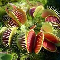 Insectivorous Flower Seeds for Planting | Heirloom Non-GMO Organic Garden Seeds
