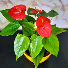 Anthurium Flower Seeds for Planting – Heirloom, Non-GMO, High Germination Organic Garden Seeds