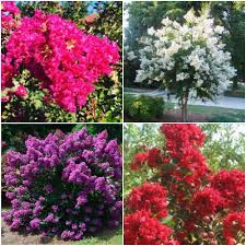 Mixed Crepe Myrtle Flower Seeds for Planting – Heirloom, Non-GMO, High Germination Organic Garden Seeds