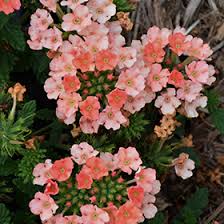 Peach Verbena Didyma Flower Seeds for Planting – Heirloom, Non-GMO, High Germination Organic Garden Seeds