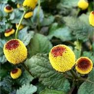 Yellow Red Spilanthes Acmella Flower Seeds for Planting – Heirloom, Non-GMO, High Germination Organic Garden Seeds