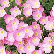 Primula Flower Seeds for Planting | Heirloom Non-GMO Organic Garden Seeds High Germination