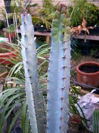 Blue Hankeanus Plant Seeds for Planting – Heirloom, Non-GMO, High Germination Organic Garden Seeds