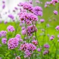 Violet Verbena Flower Seeds for Planting | Heirloom Non-GMO Organic Garden Seeds High Germination