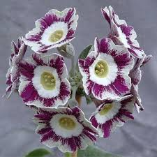 Violet Primula Flower seeds for Planting – Long Bloom Season, Heirloom &amp; GMO Free Seeds for Home Garden, High Germination