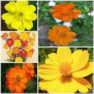 Cosmos Mixed Flower Seeds for Planting – Heirloom, Non-GMO, High Germination Organic Garden Seeds