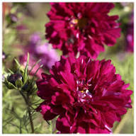 Cosmos Cranberries Flower Seeds for Planting – Heirloom, Non-GMO, High Germination Organic Garden Seeds