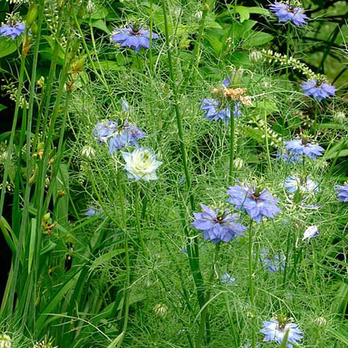 Nigella damascena (Love-in-a-Mist) Flower Seeds