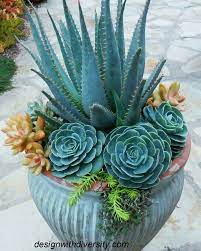 Flower Seeds, Seeds,Seeds For Planting,Plant Seeds