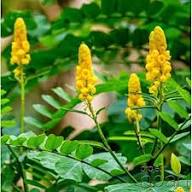 Yellow Candlestick Flower Seeds for Planting – Heirloom, Non-GMO, High Germination Organic Garden Seeds