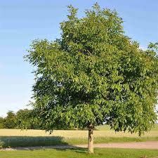 Aesculus Pavia Flower Seeds for Planting - Heirloom, Non-GMO, High Germination Organic Garden Seeds