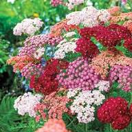 Mixed Yarrow Flower Seeds for Planting - Heirloom, Non-GMO, High Germination Organic Garden Seeds