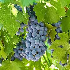 Dark Grey Grape fruit seeds for planting - Heirloom & Non-GMO Garden seeds, flavorful grapes for home gardens