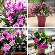 White Pink Zygocactus Truncatus Flower Seeds for Planting – Heirloom Non-GMO Long Bloom Season Organic Garden Seeds