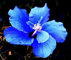 Deep Blue Hibiscus Flower Seeds for Planting – Heirloom, Non-GMO, Premium Organic Garden Seeds
